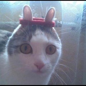 Meet your Posher, Gay